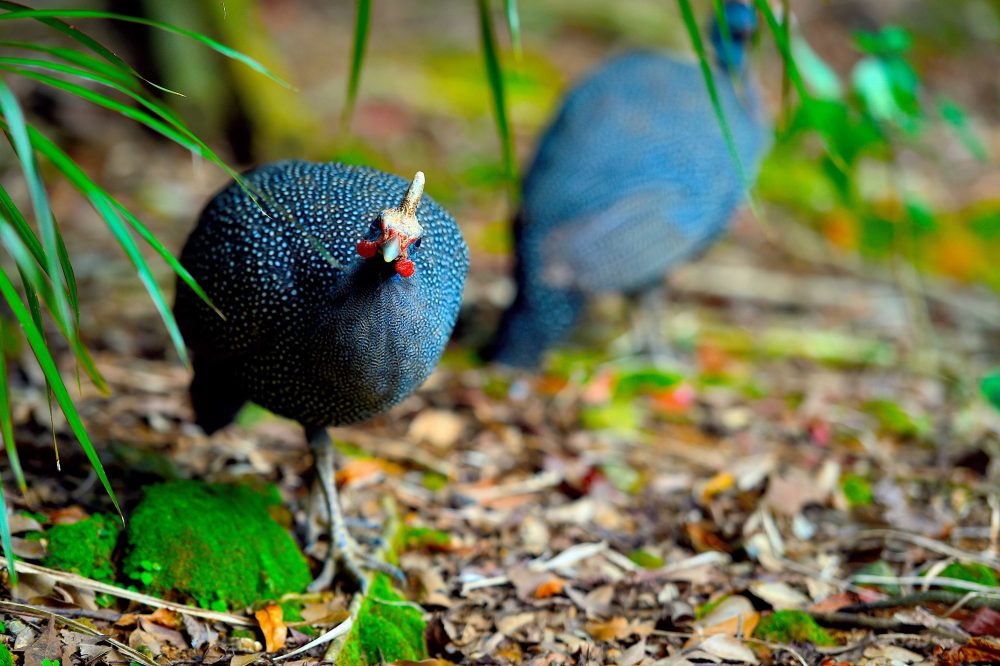 カブトホロホロチョウ | 名護市 ネオパークオキナワ